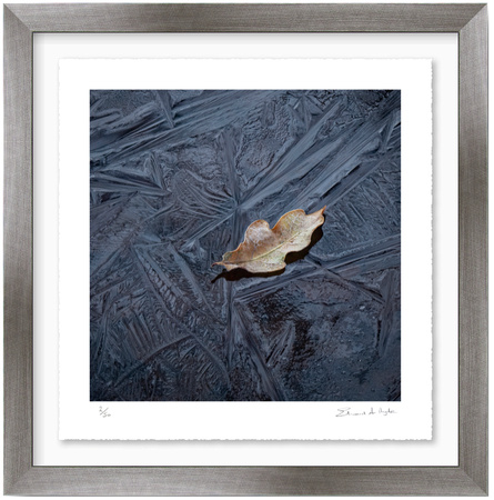 Leaf and Ice