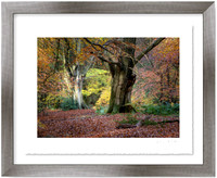 White Down Autumn (66.4 cm x 54.6 cm)