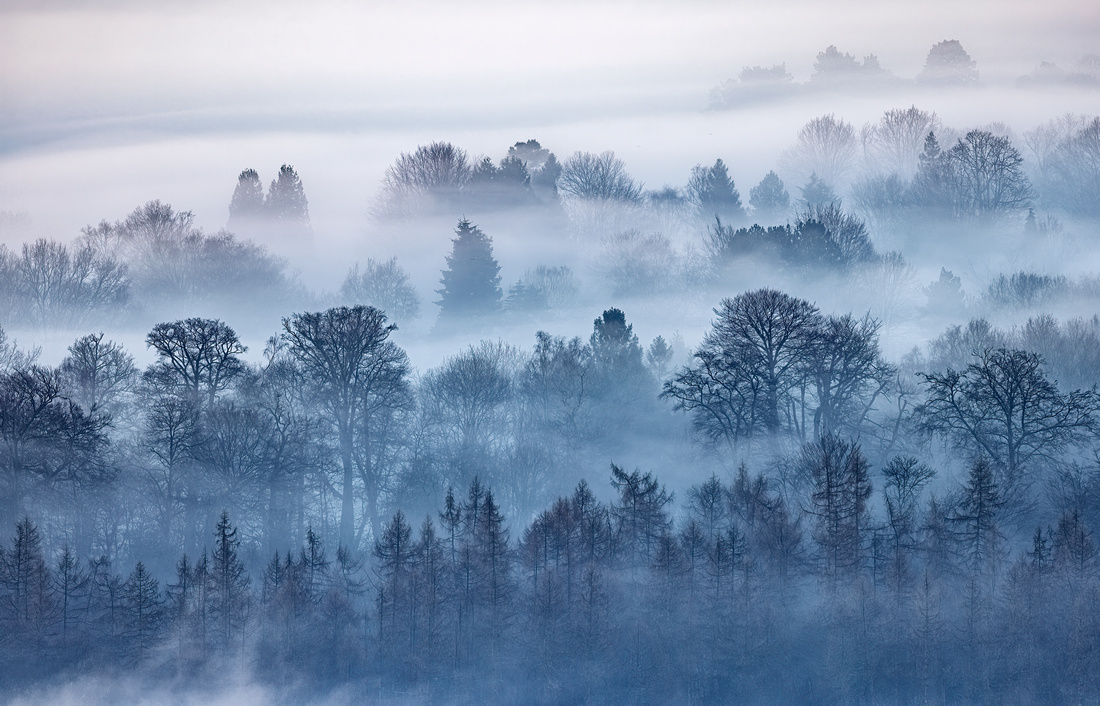 Blue Hour Trees