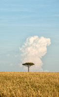 Lone Tree - Maasai Mara
