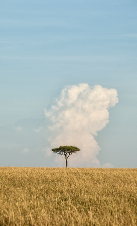 Lone Tree - Maasai Mara