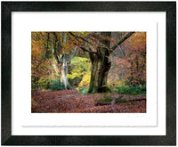 White Down Autumn (66.4 cm x 54.6 cm)