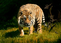 Tiger, Tiger Burning Bright