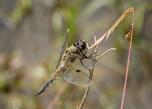 4 Spotted chaser