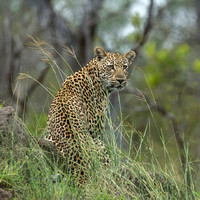 Leopard, Sabi Sands