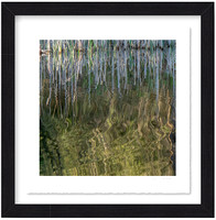 Reeds and Reflections