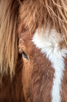 Icelandic Horse 1